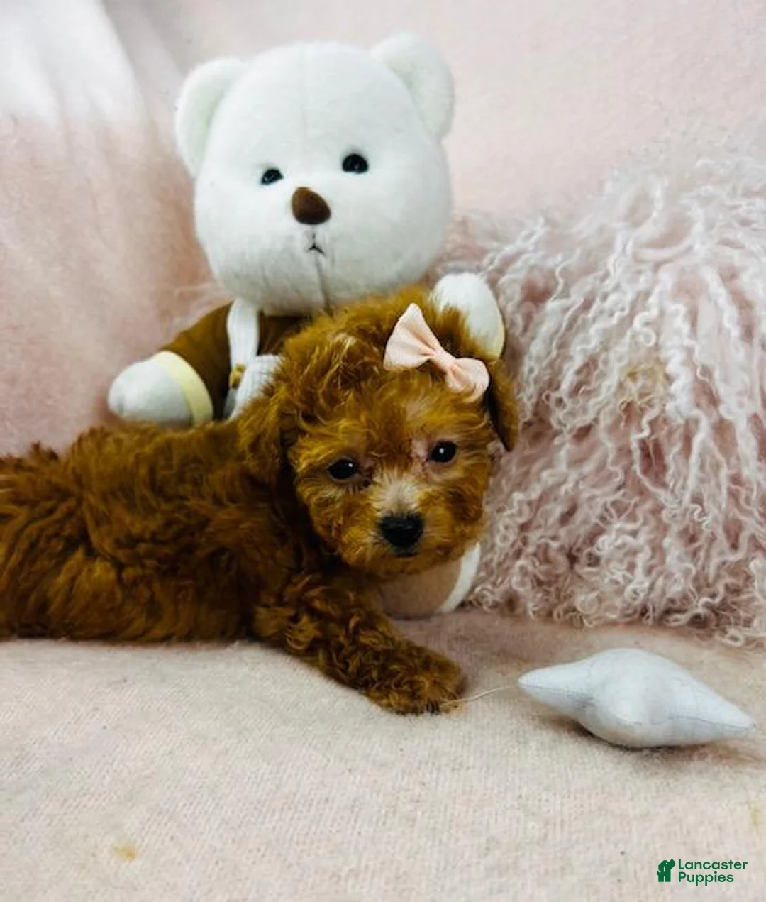 Toy Poodle dogs for sale: Toy Poodle Puppy 2 - Ad 2