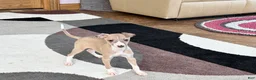 Italian Greyhound dogs for sale: Male fawn Italian Greyhound Puppy 2 - Ad 12