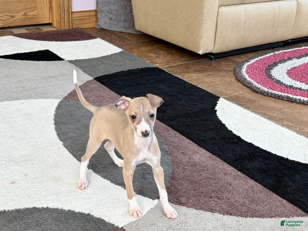 Italian Greyhound dogs for sale: Male fawn Italian Greyhound Puppy 2 - Ad 12