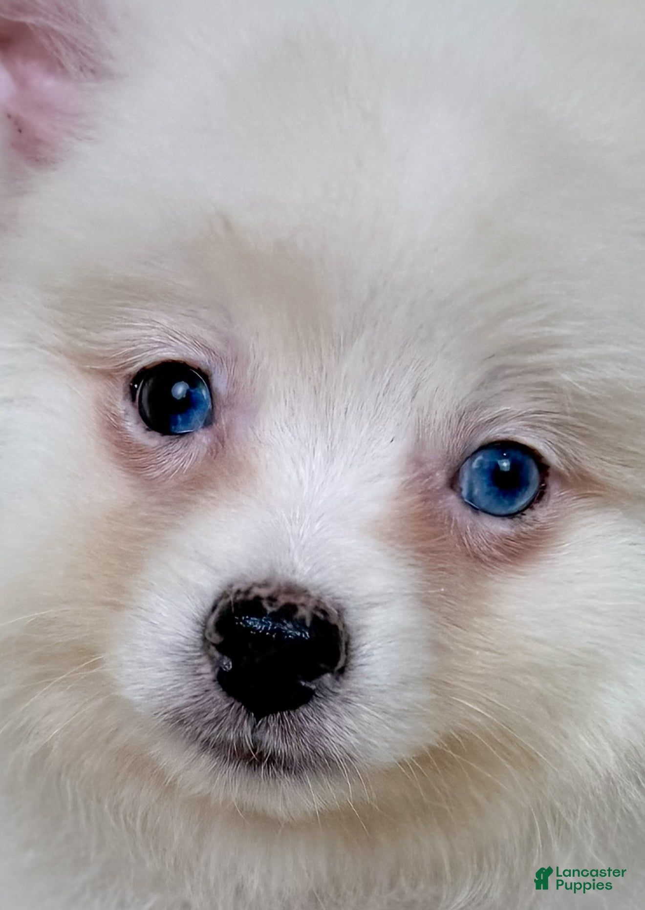 Pomeranian dogs Aspen - Ad 2