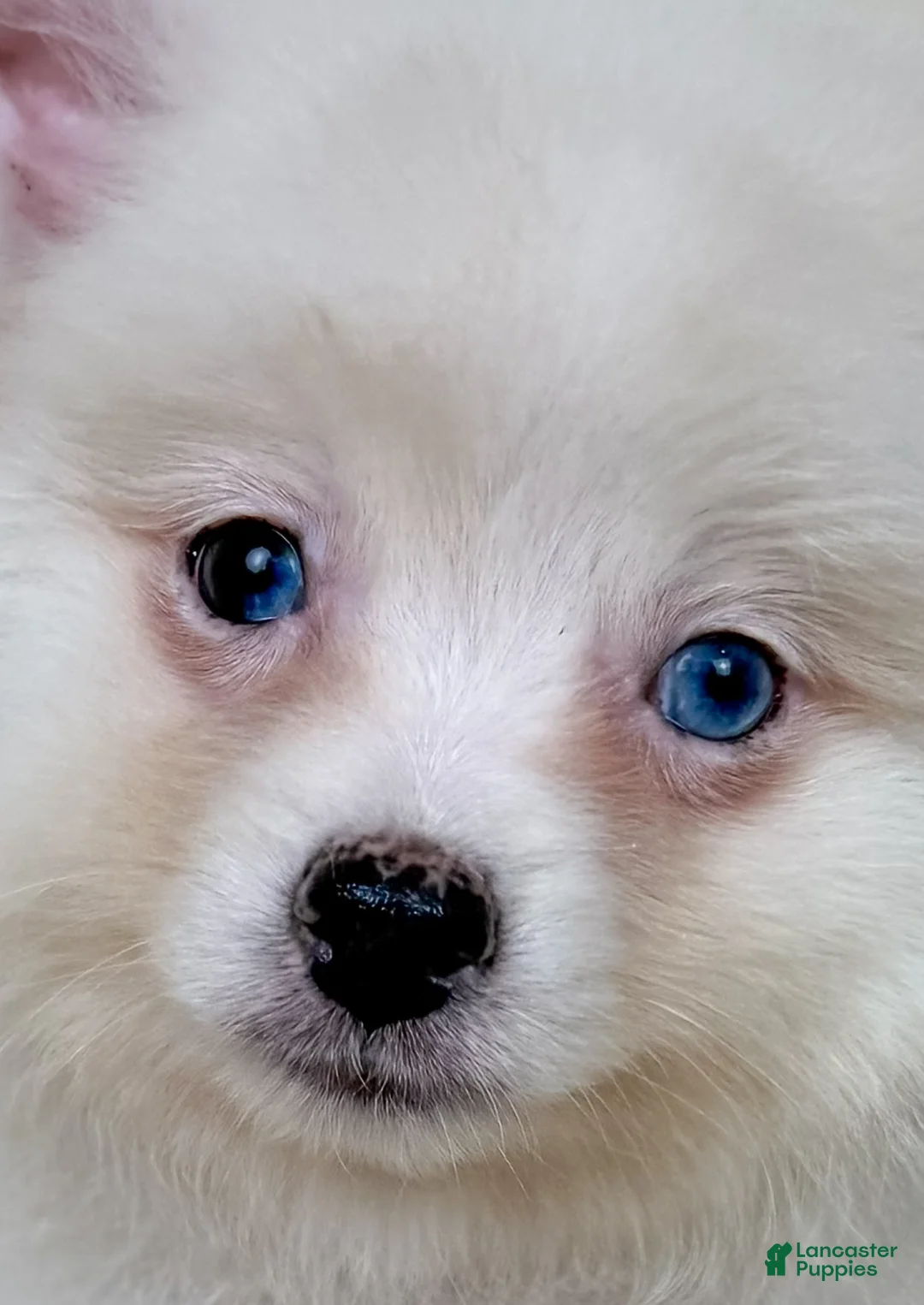 Pomeranian dogs for sale: Aspen - Ad 2