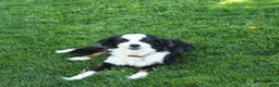 Mini Bernedoodle dogs for sale: Dasher  - Ad 6