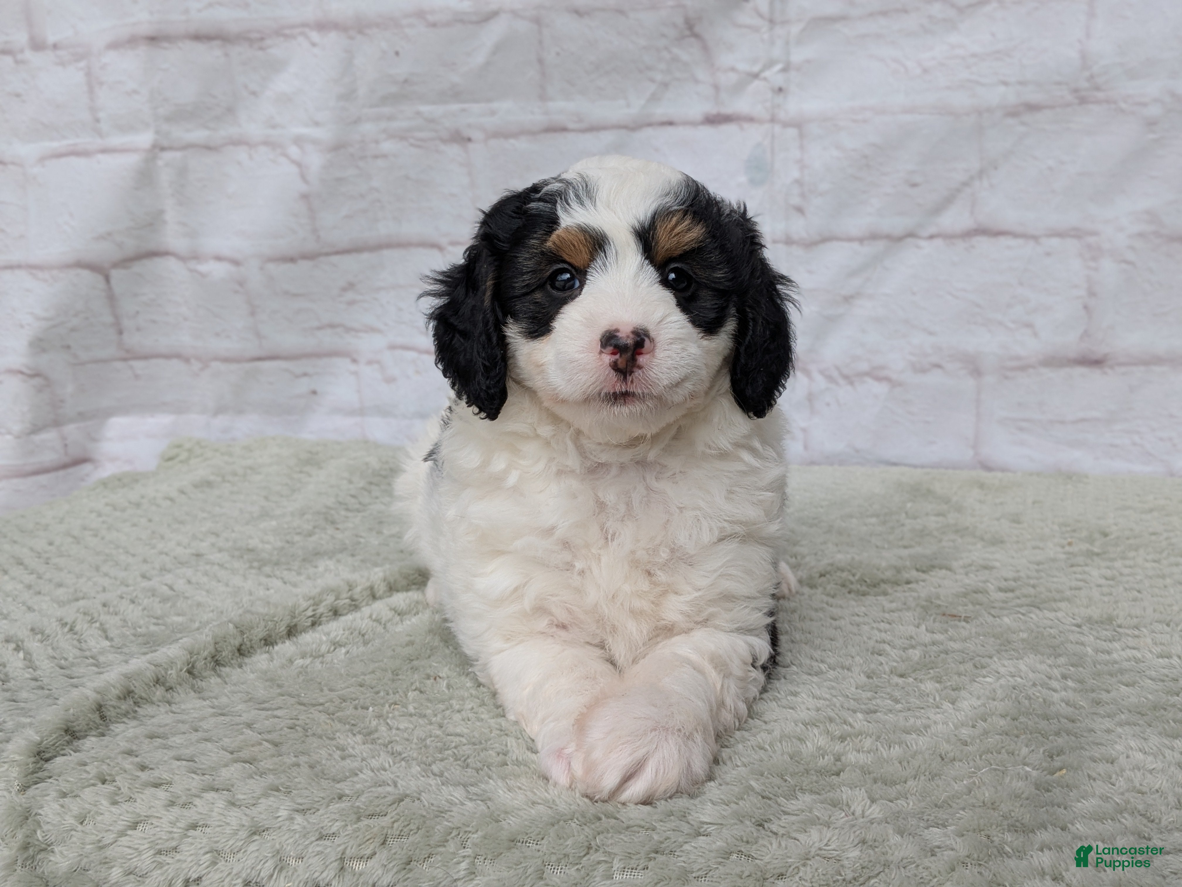 Mini Bernedoodle dogs Ceaser  - Ad 2