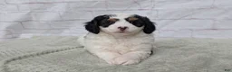 Mini Bernedoodle dogs for sale: Ceaser  - Ad 2