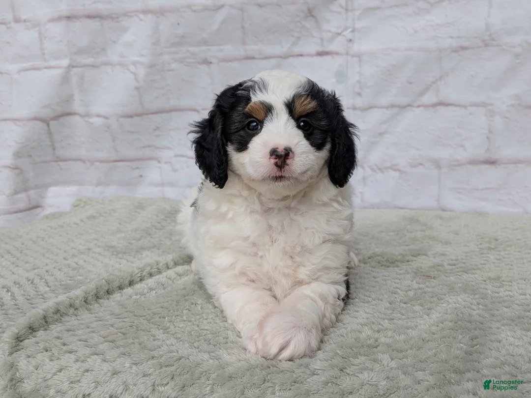 Mini Bernedoodle dogs for sale: Ceaser  - Ad 2