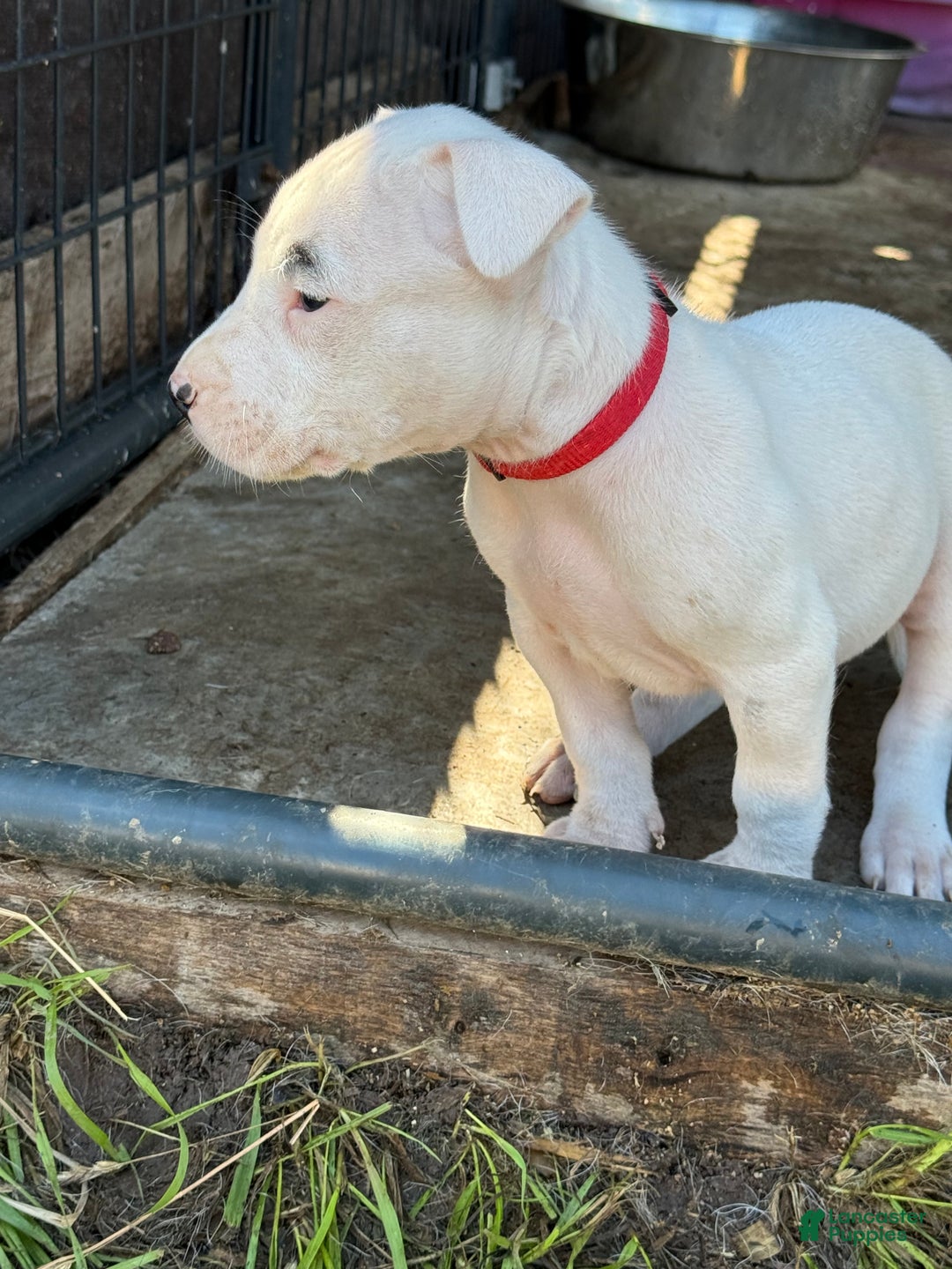 Dogo Argentino dogs for sale: Puppy M3 - Ad 16