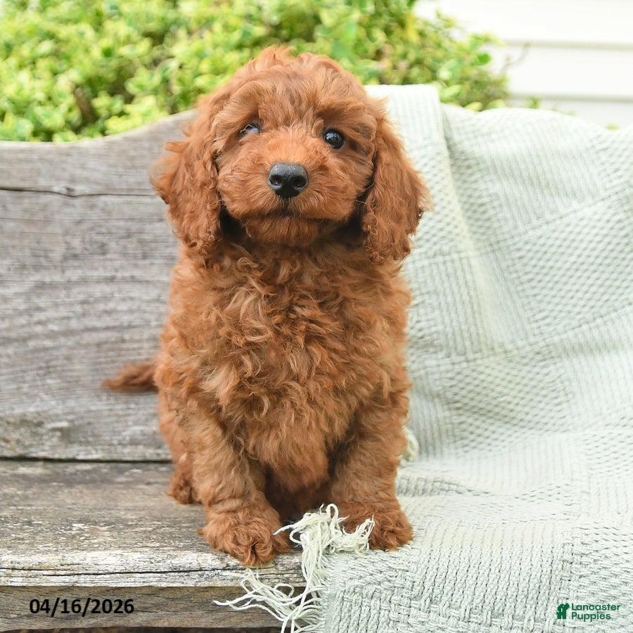 Miniature Poodle dogs Nina - Ad 2