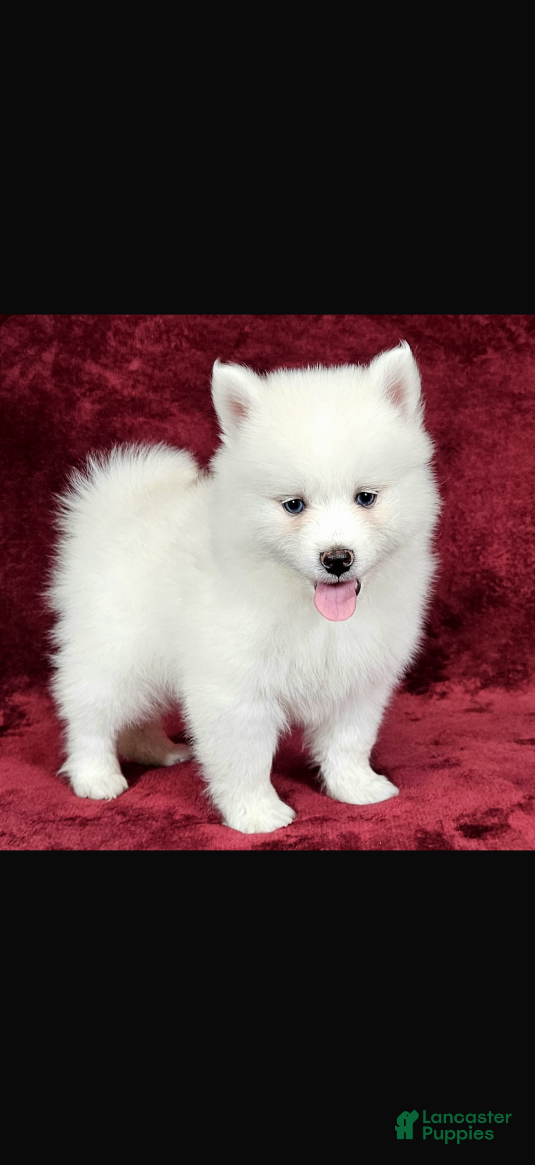 Pomsky dogs for sale: Pomsky Puppy 1 - Ad 4
