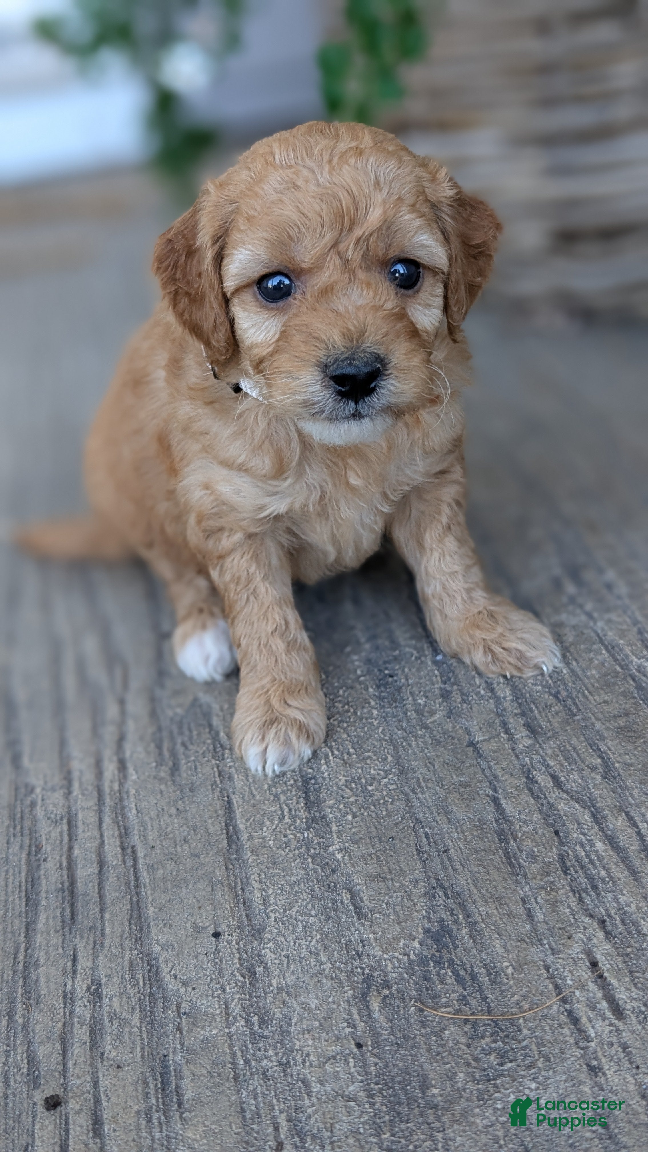 Mini Goldendoodle dogs Zoey - Ad 2