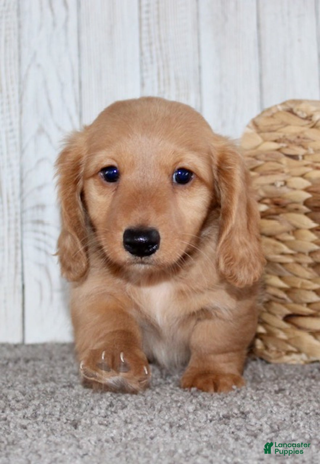 Miniature Dachshund dogs for sale: Romeo - Ad 3