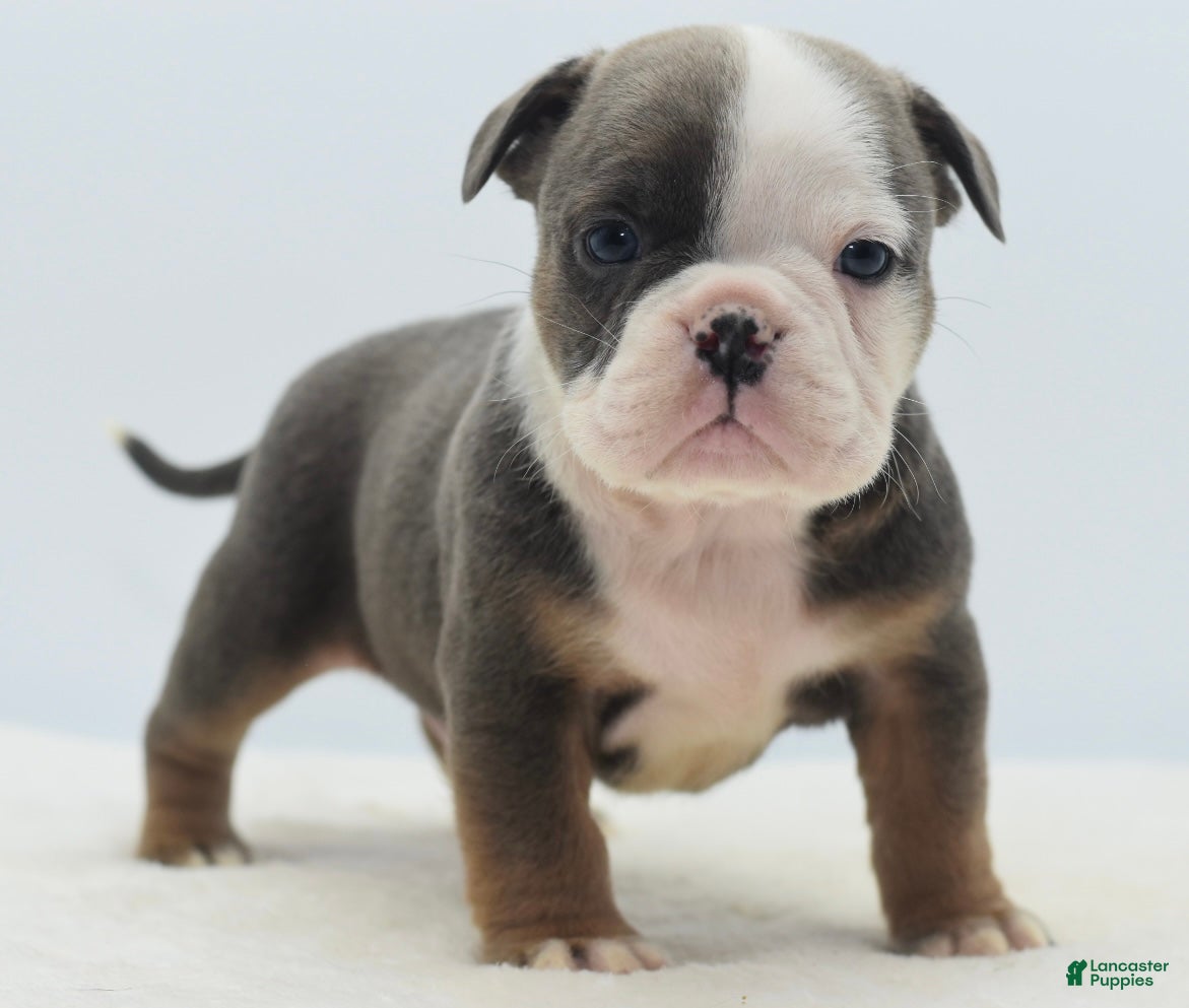 Mixed Breed dogs Duke mini bulldog  - Ad 26