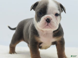 Mixed Breed dogs Duke mini bulldog - Ad 42