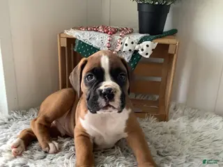 Boxer dogs for sale: Boxer Puppy 1 Lynn - Ad 4