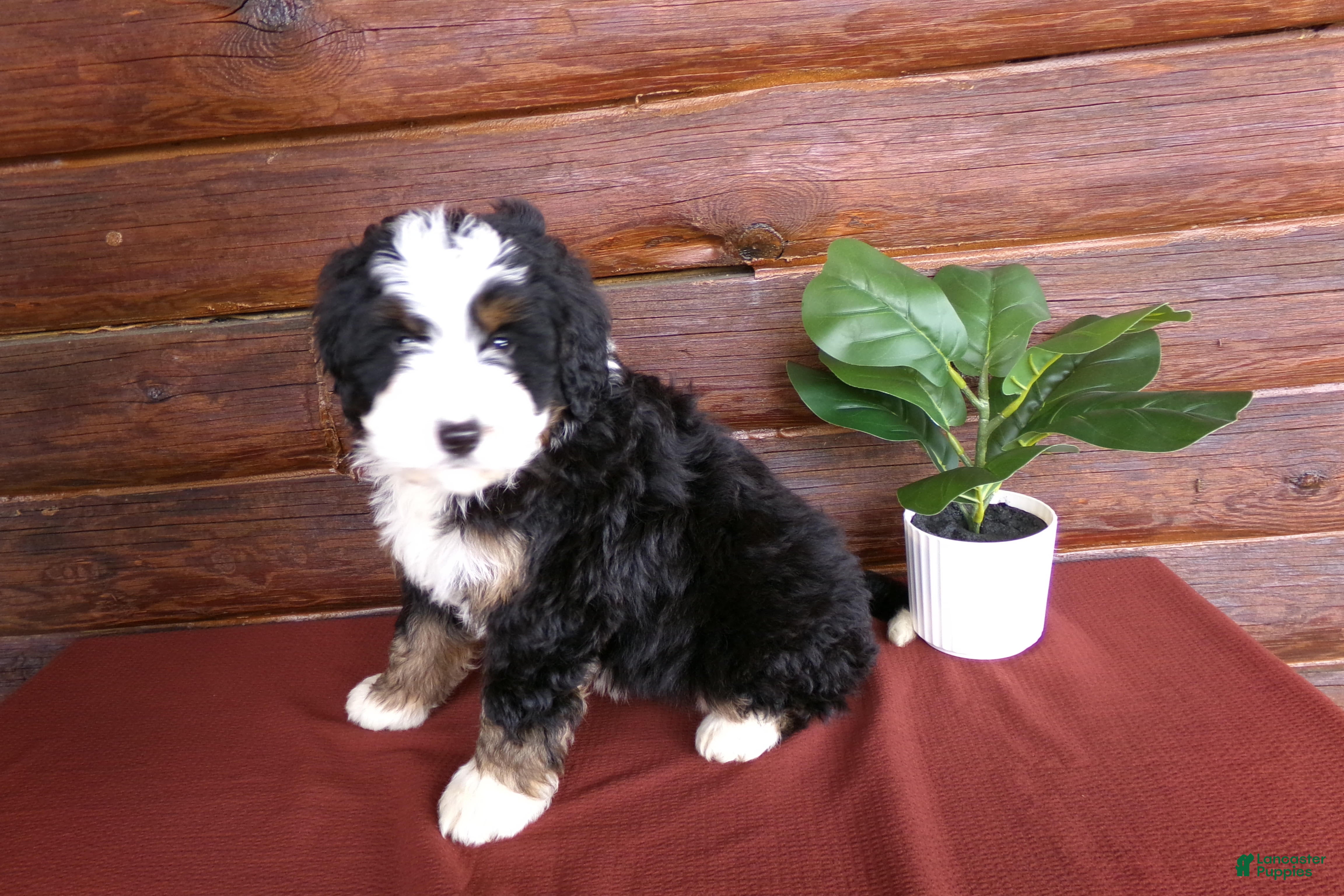 Mini Bernedoodle dogs Abby - Ad 2
