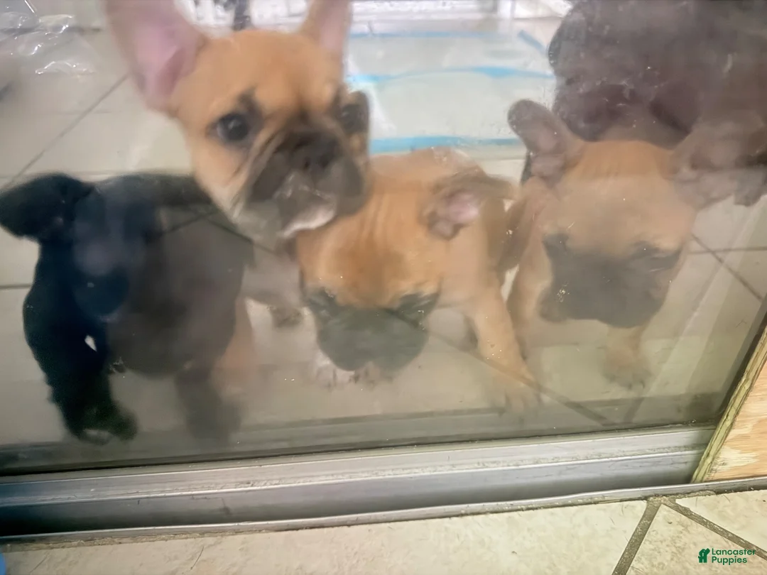 French Bulldog dogs for sale: French Bulldog 2 - Ad 1