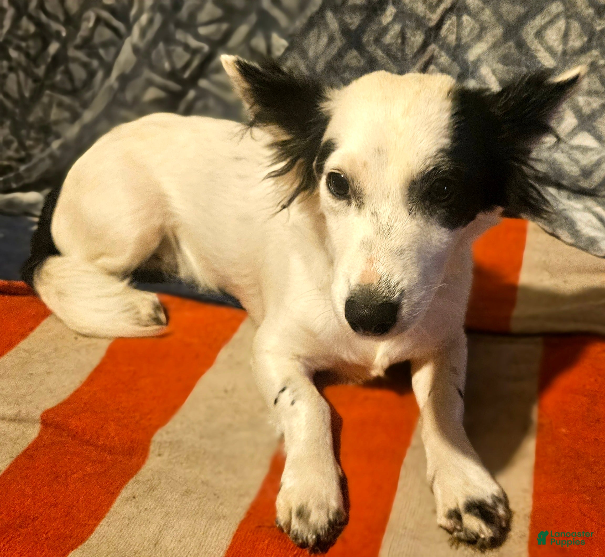 Chihuahua dogs Elmo - Ad 34