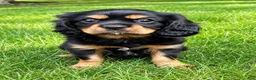 Cavalier King Charles Spaniel dogs for sale: Cavalier King Charles Spaniel (Bentley) - Ad 3