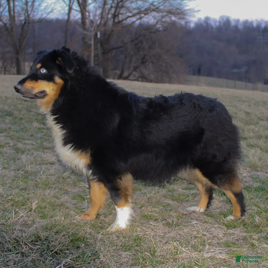 Australian Shepherd dogs for sale: Tessa - Ad 7