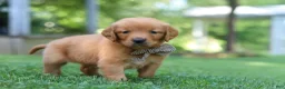 Golden Retriever dogs for sale: Jase - Ad 2