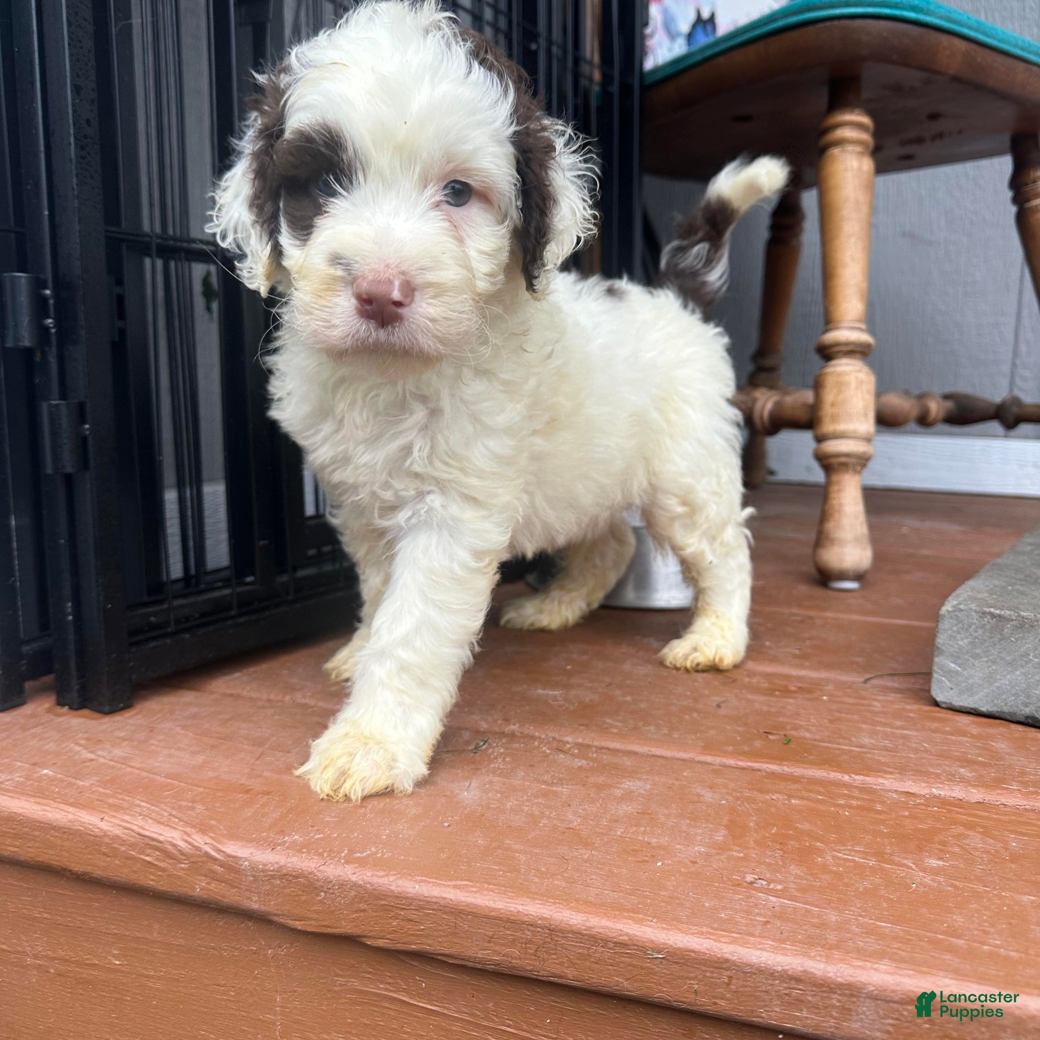 Portuguese Water Dog dogs Puddles Male - Ad 2