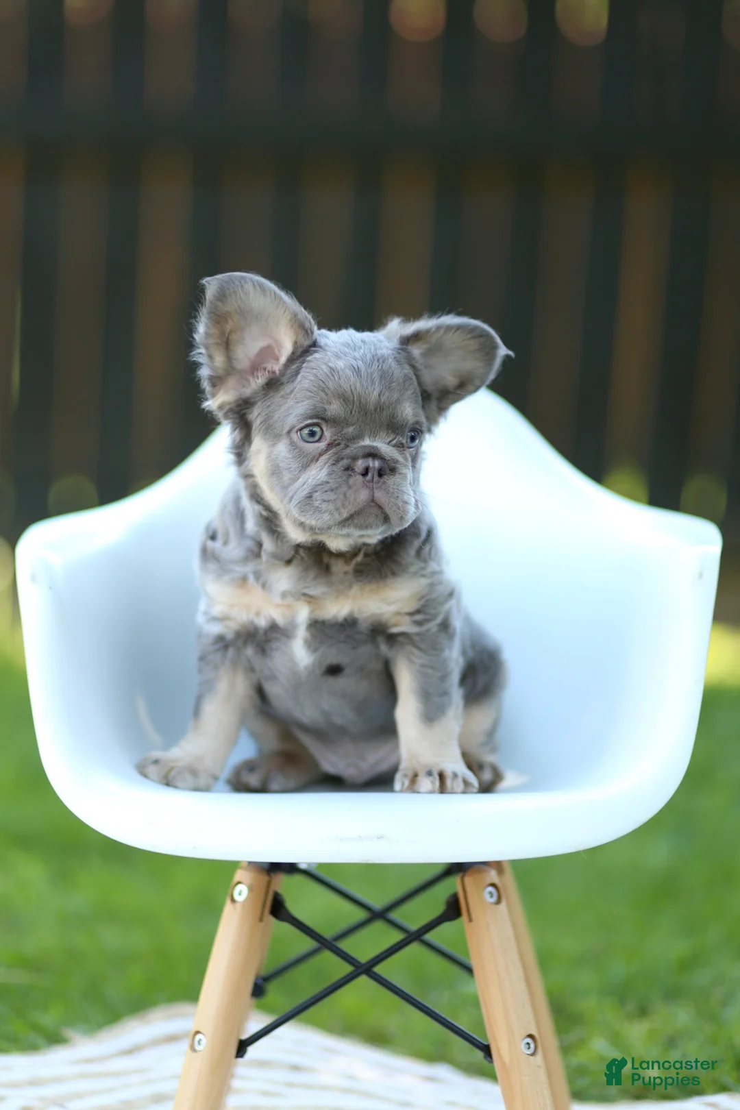 French Bulldog dogs for sale: corey - Ad 2