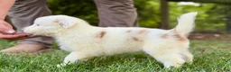 Australian Shepherd dogs for sale: Mark - Ad 5