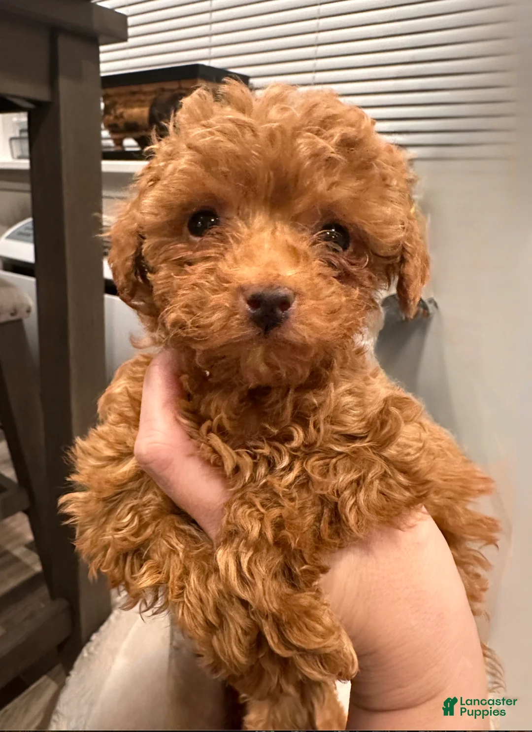 Toy Poodle dogs for sale: TEACUP Tailor- AKC GENETICALLY TESTED & POTTY TRAINED - Ad 1