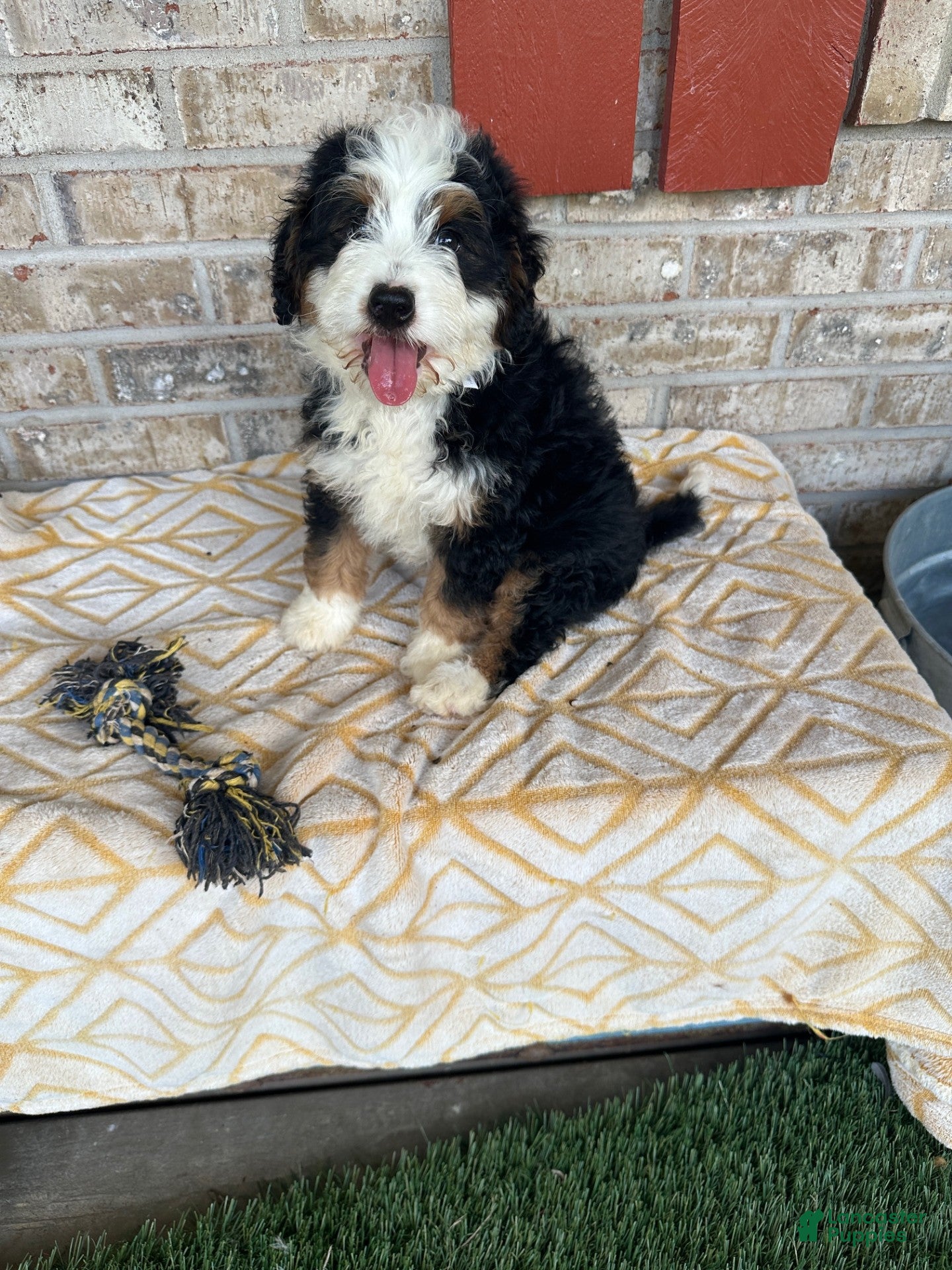 Mini Bernedoodle dogs Biscuit - Ad 19