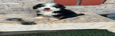 Biscuit