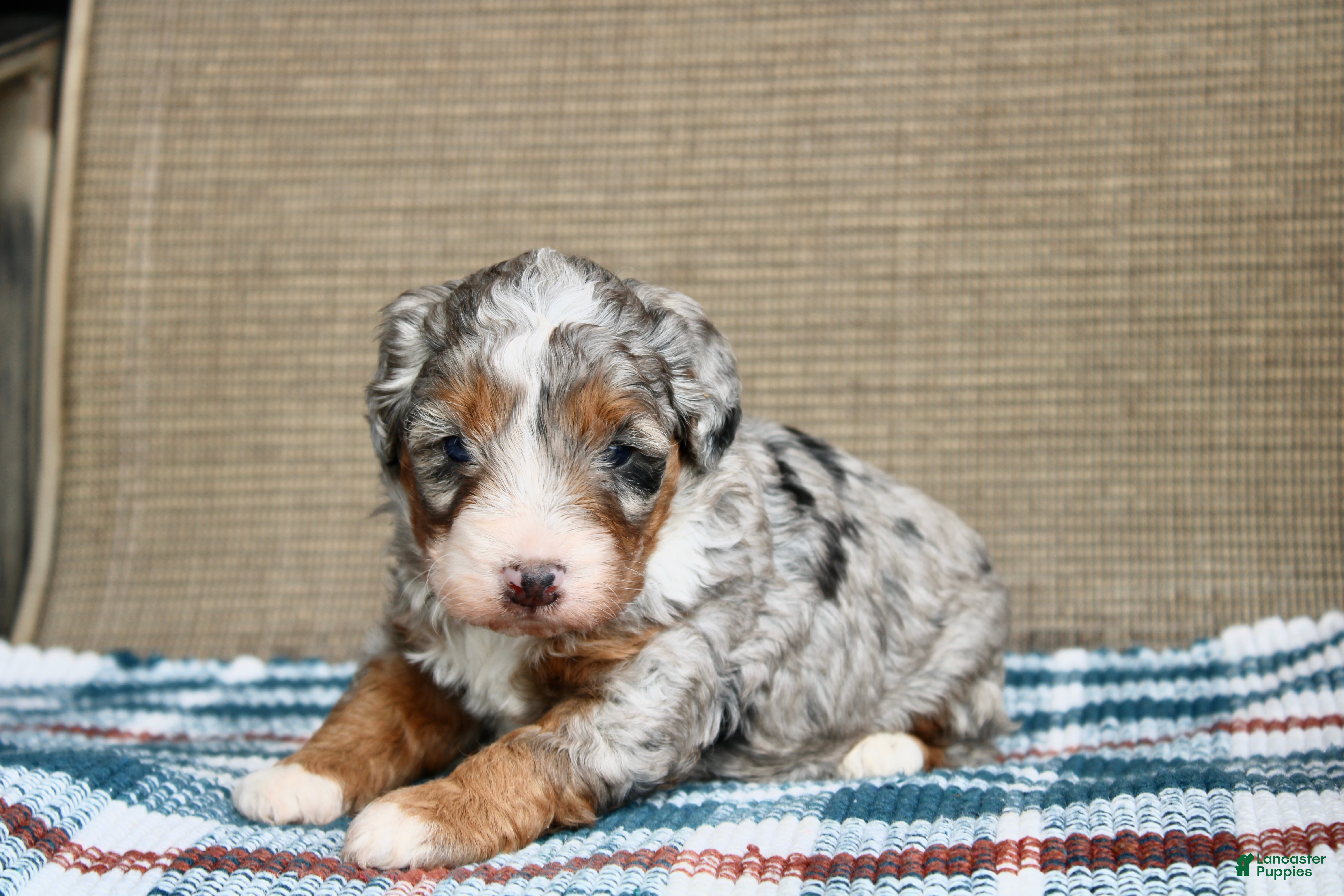 Mini Bernedoodle dogs Rowdy - Ad 2
