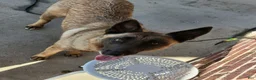 Belgian Malinois dogs for sale: Belgian Malinois Puppy 7 - Ad 2