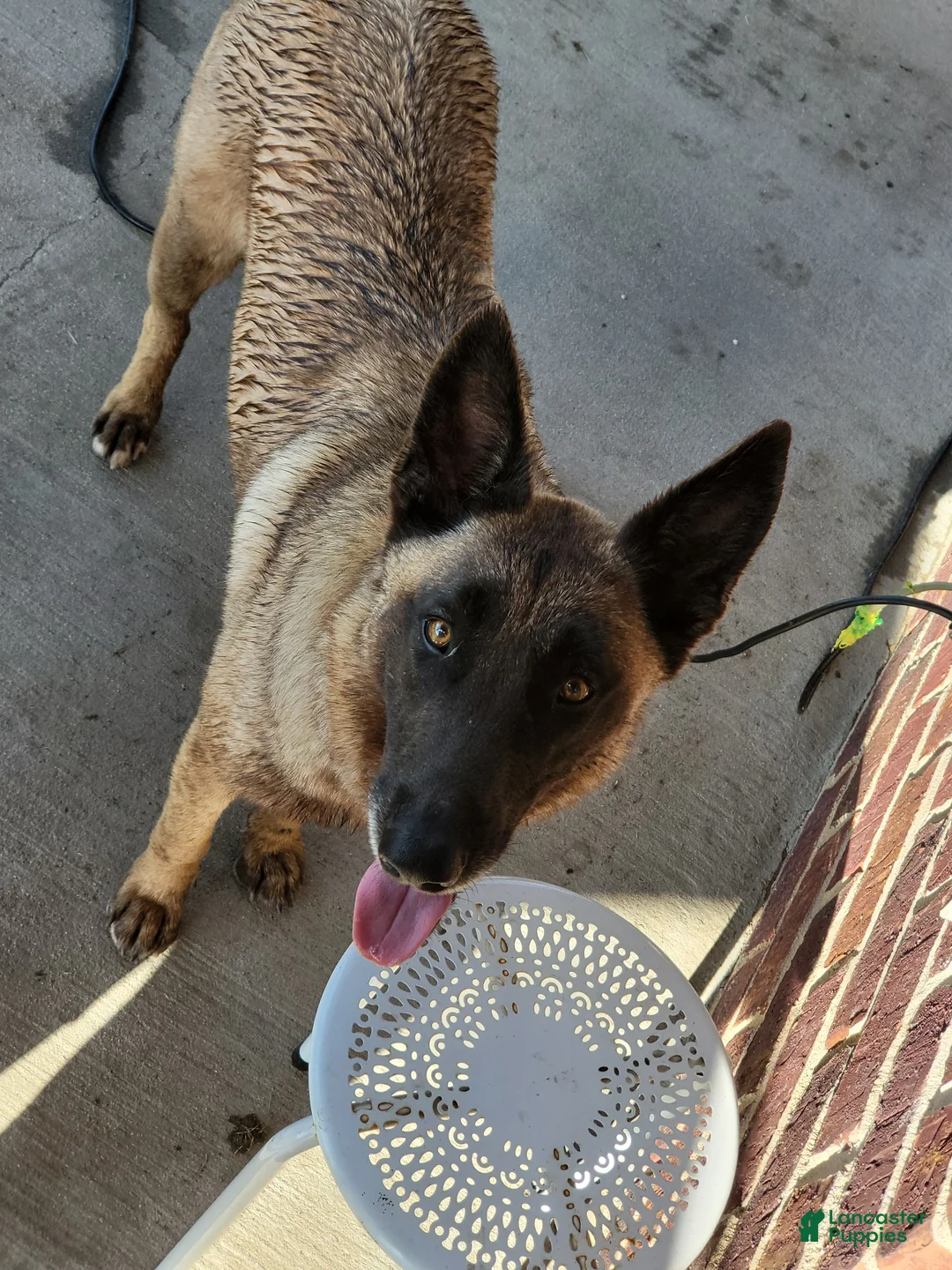Belgian Malinois dogs for sale: Belgian Malinois Puppy 7 - Ad 2