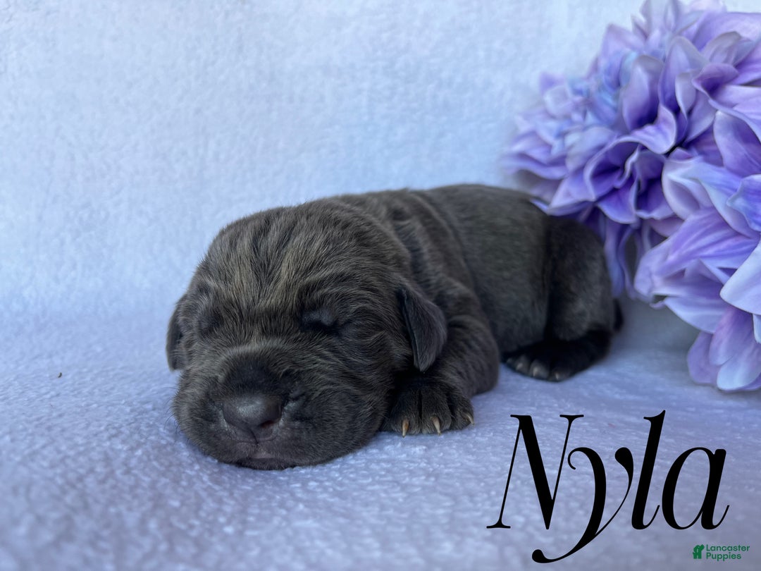 Cane Corso dogs for sale: Nyla - Ad 2