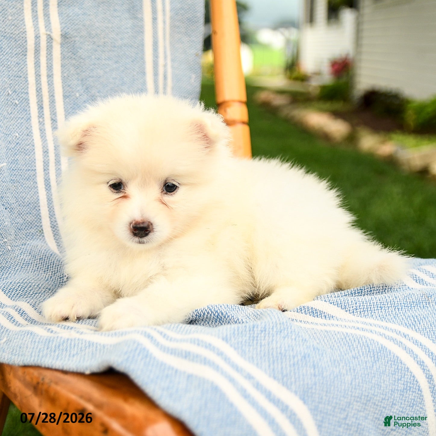 Pomeranian dogs Montie - Ad 2