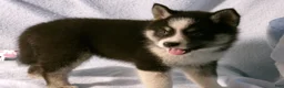 Pomsky dogs for sale: Phil - Ad 3