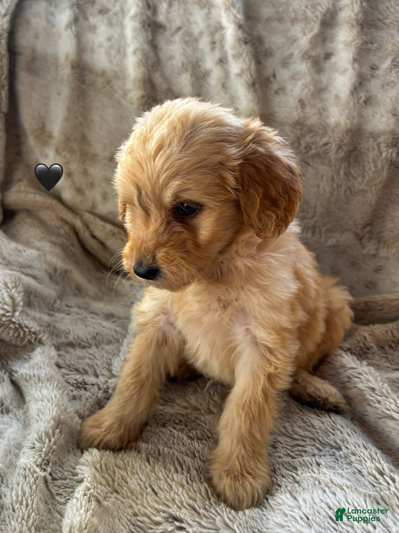 Goldendoodle dogs Onyx - Ad 28