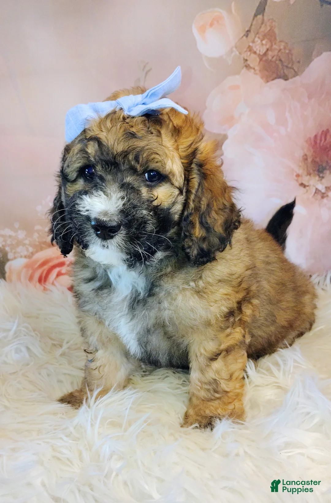 Saint Berdoodles dogs for sale: Goldberry- F1b Saint Berdoodle - Ad 1