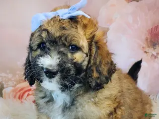 Saint Berdoodles dogs for sale: Goldberry- F1b Saint Berdoodle - Ad 4