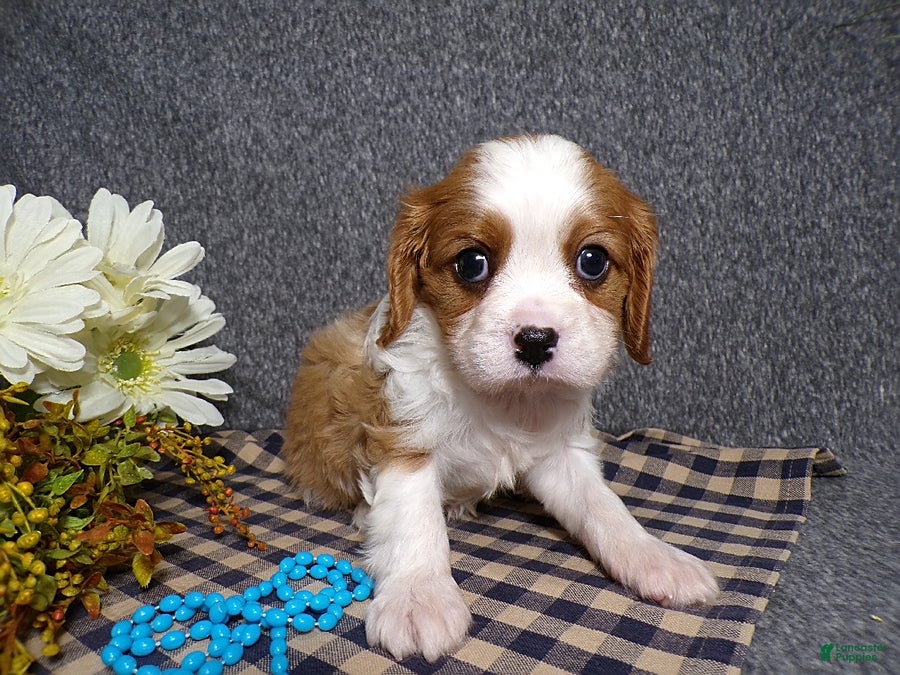Cavalier King Charles Spaniel dogs Charlie - Ad 2