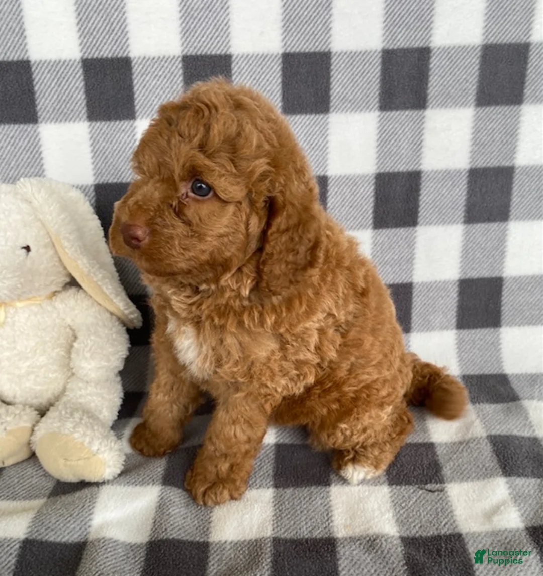 Mini Bernedoodle dogs for sale: Petey - Ad 2