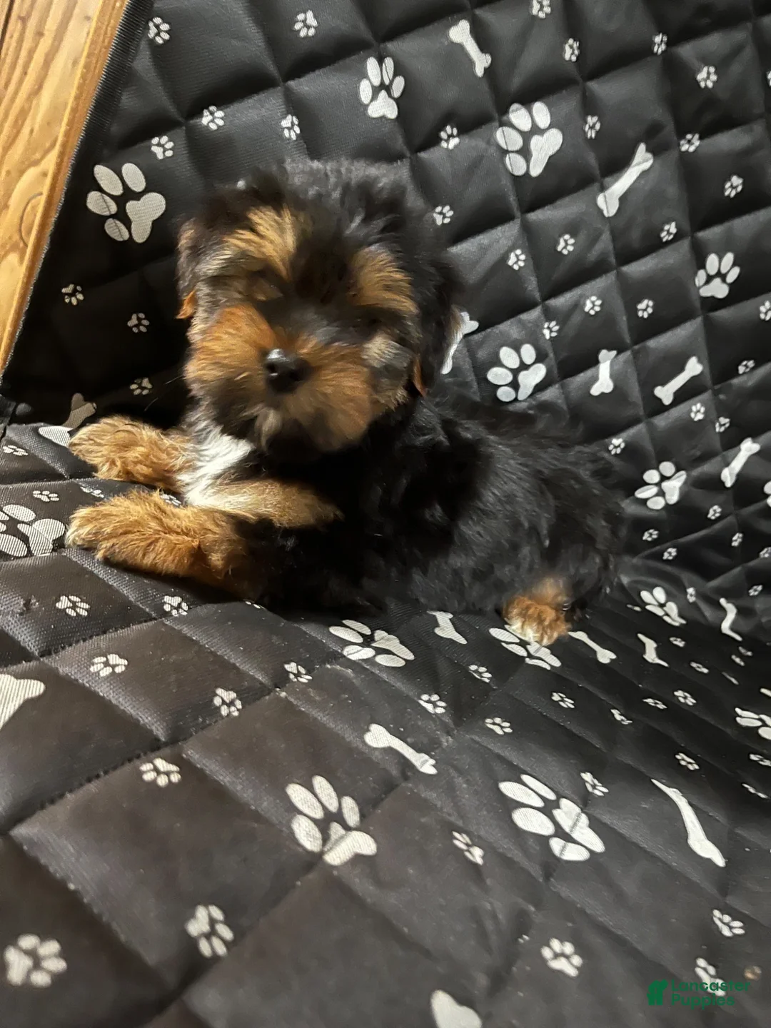 Yorkshire Terrier dogs for sale: Yorkshire Terrier 1 - Ad 1
