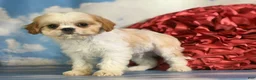 Cavapoo dogs for sale: Ginseng - Ad 3
