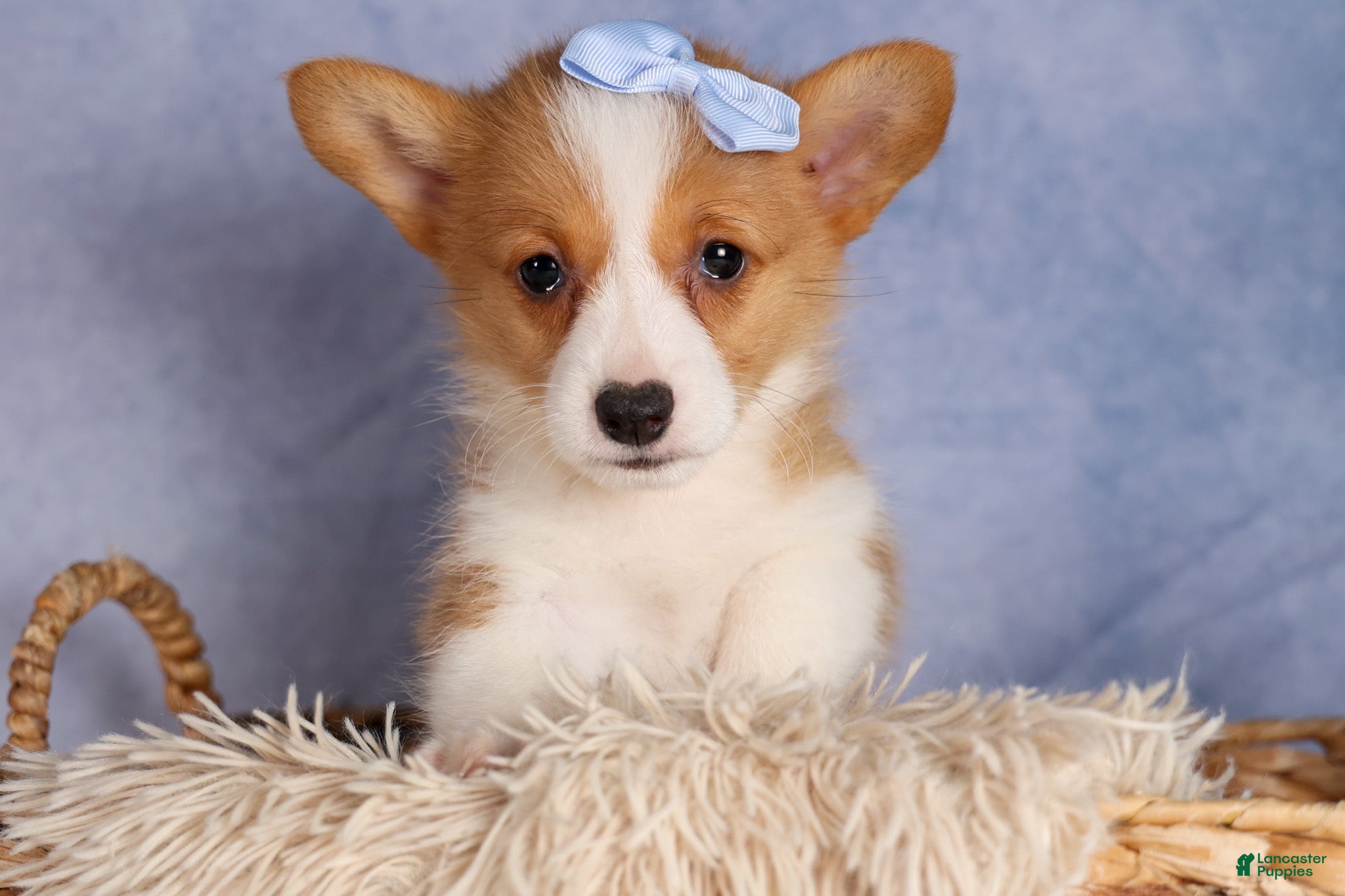 Welsh Corgi Pembroke dogs Barry🐾 - Ad 2