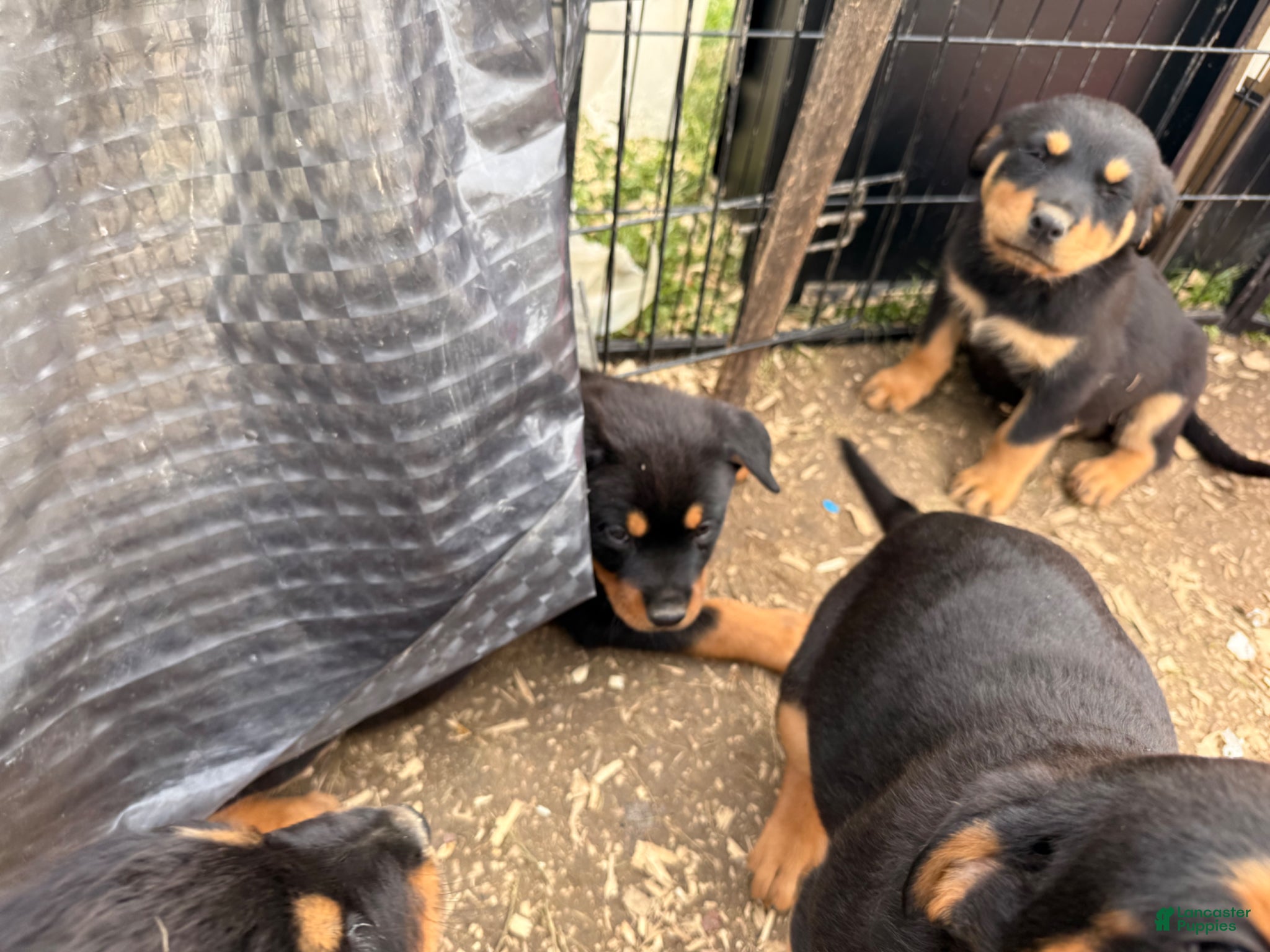 Rottweiler dogs Rottweiler Puppy 2 - Ad 38