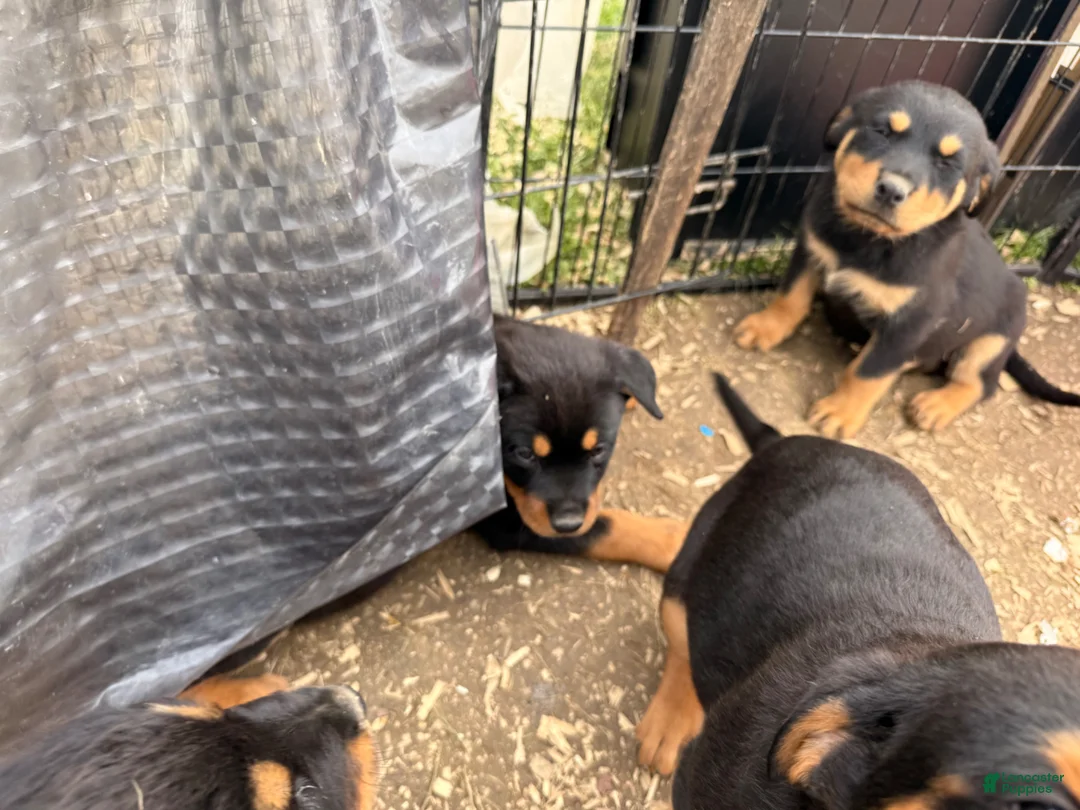 Rottweiler dogs for sale: Rottweiler Puppy 2 - Ad 1