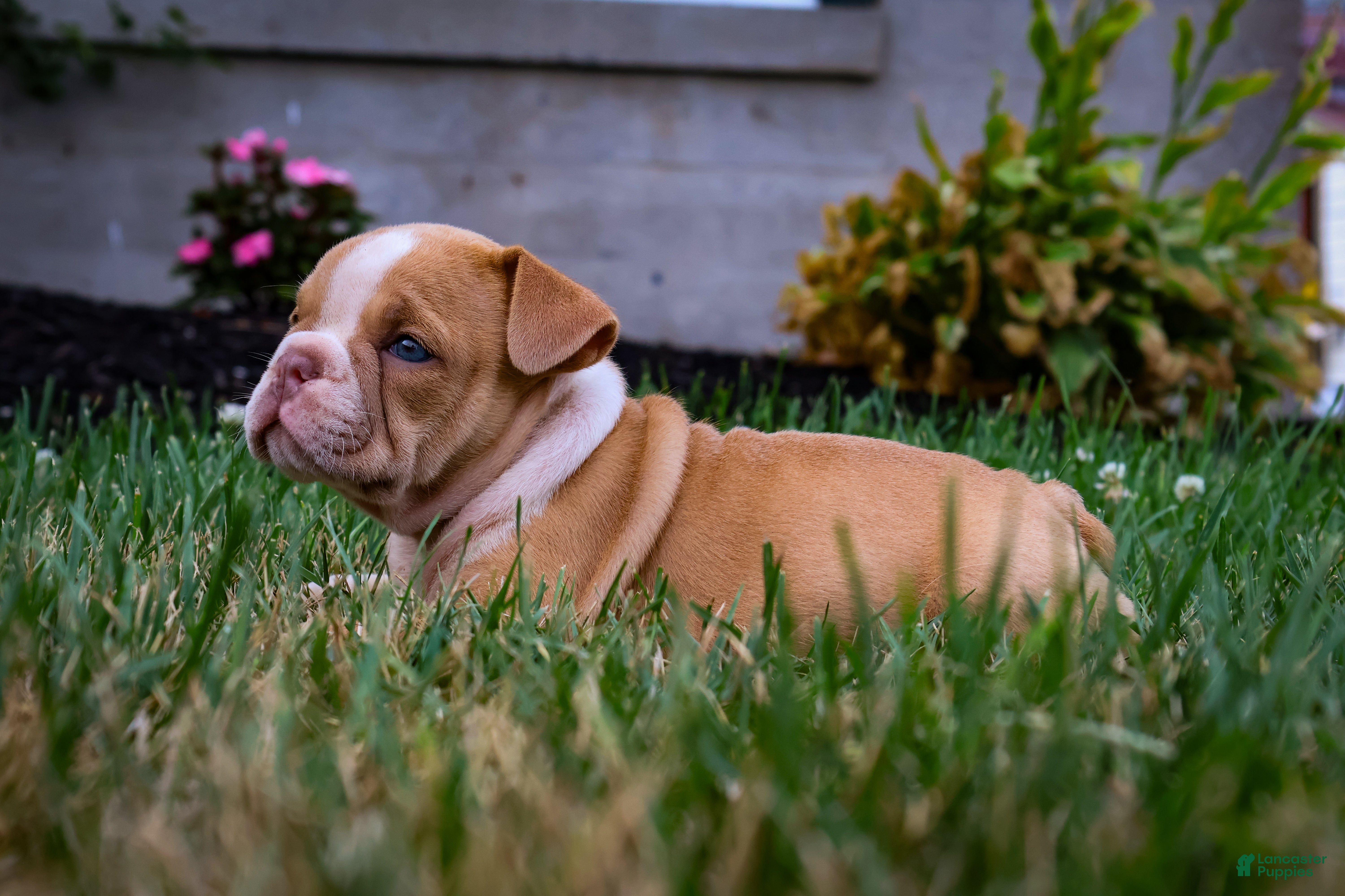 English Bulldog dogs Daisy - Ad 1