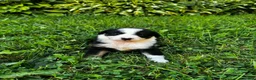 Australian Shepherd dogs for sale: Glory - Ad 12