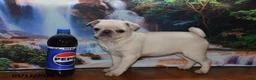 Pug dogs for sale: Priceless Pearl - Ad 8