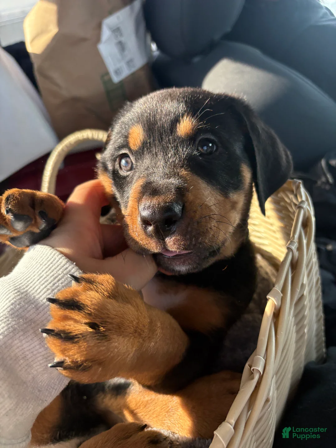 Mixed Breed dogs for sale: Ares - Ad 2