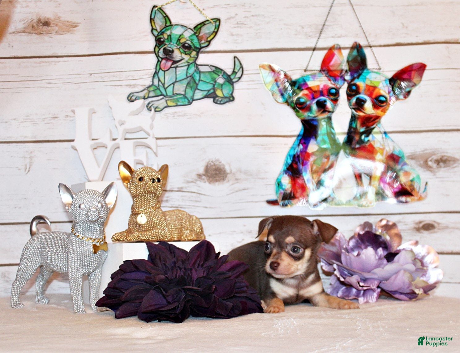 Chihuahua dogs Gossett - Ad 1